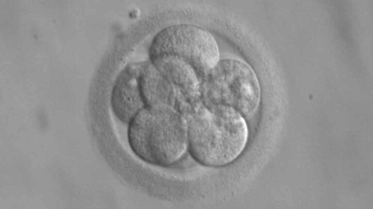 embryo image from Heartland Surrogacy intended parent
